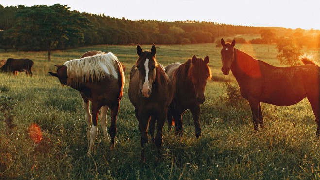 Foto Von Pferden, Die Im Grasfeld Grasen